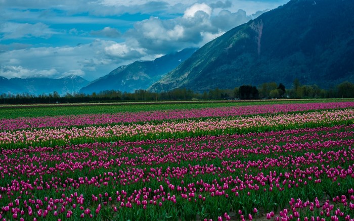 Rows of colorful tulips in a field with mountains in the background
