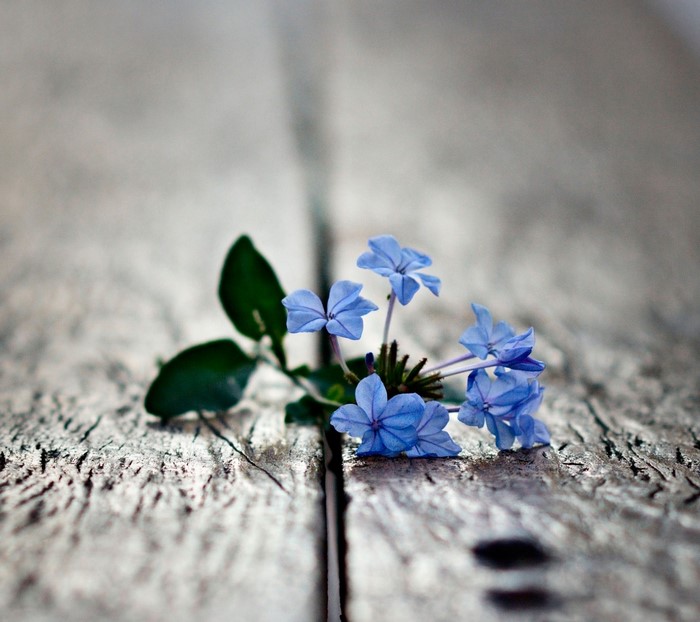Blue flowers with green leaves on a wooden surface