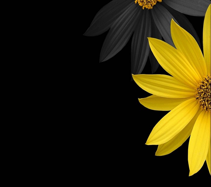 Black and yellow flowers on a black background