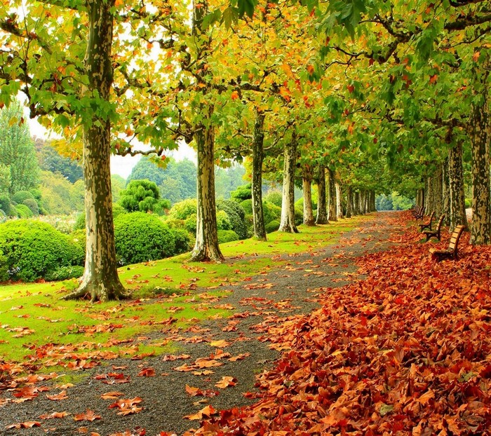 Autumn Pathway Lined with Trees and Fallen Leaves