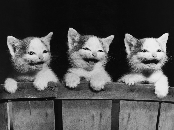 Three kittens in a wooden basket