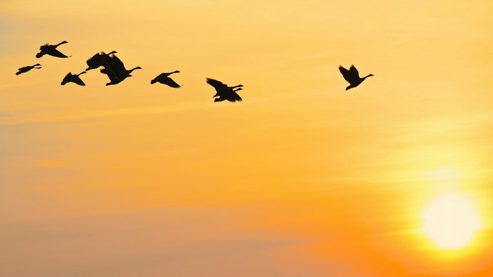 Flock of birds flying at sunset
