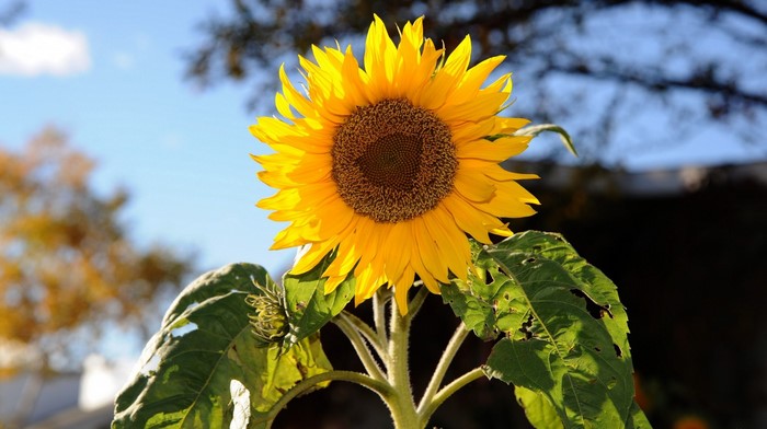 A single sunflower in full bloom against a blue sky