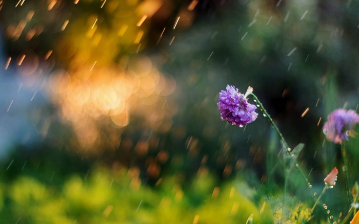 Purple flowers in the rain with bokeh background