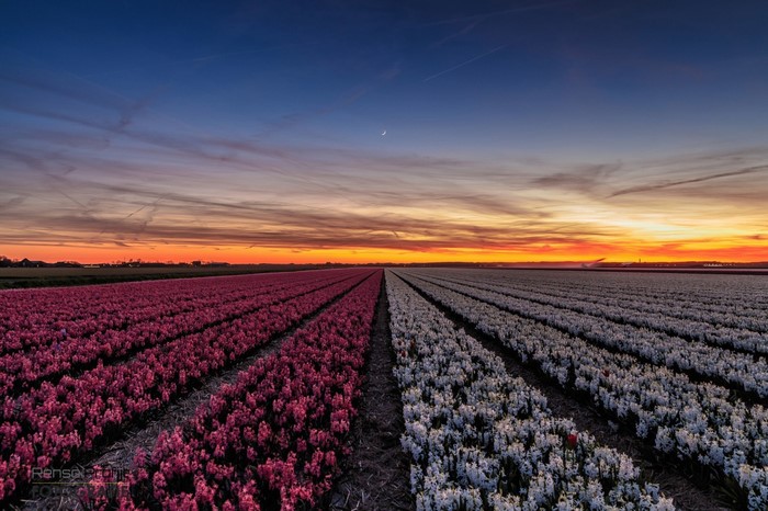 Sunset Over Vibrant Flower Field