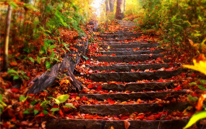 Stone stairs covered in autumn leaves in a forest