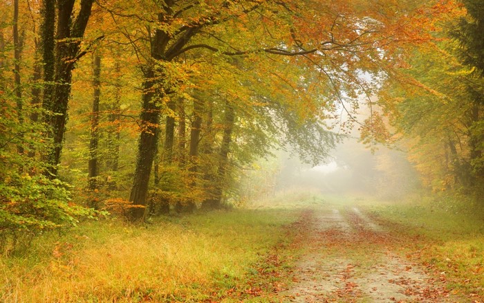 Autumn forest path with mist and fallen leaves