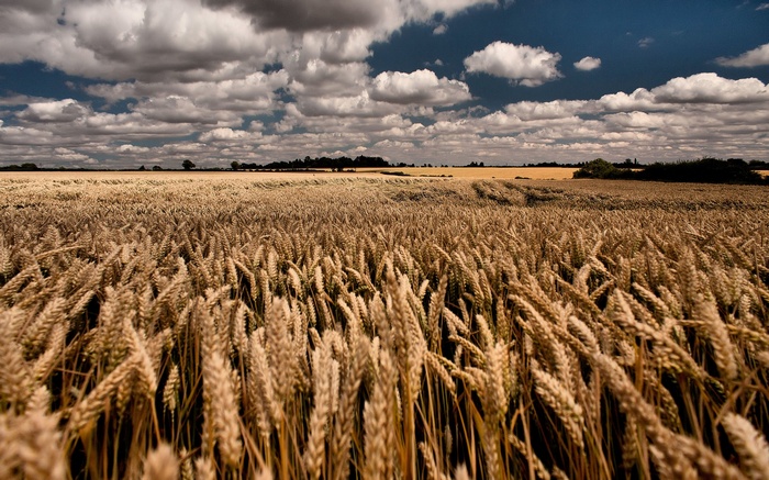 Wheat field under a cloudy sky