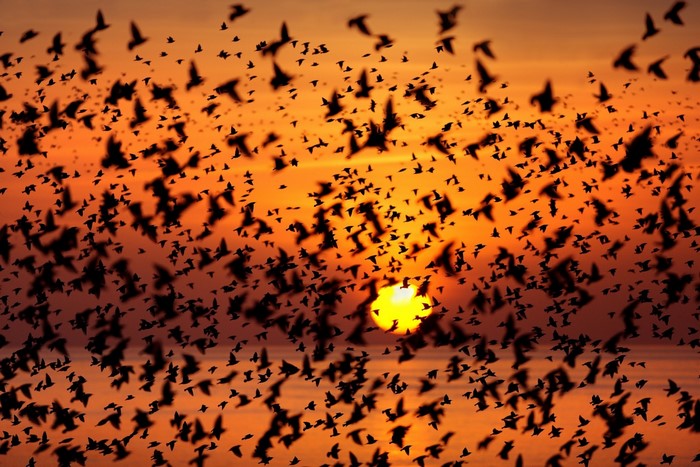 Flock of birds silhouetted against a sunset