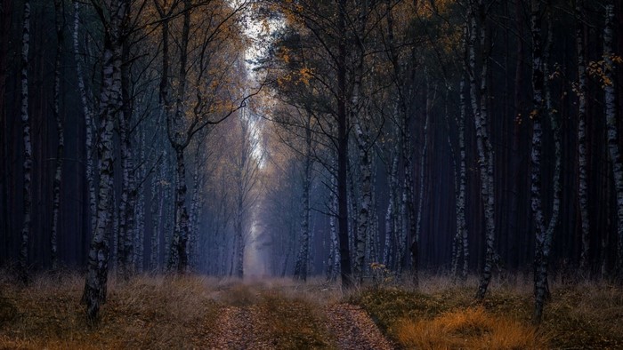 A path through a dark, misty forest in autumn