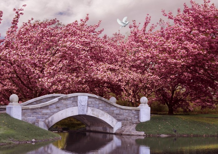 Stone bridge with cherry blossoms and a dove