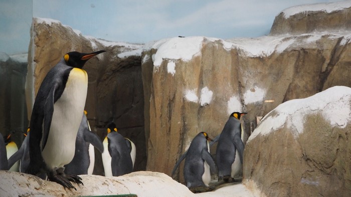 King penguins in a rocky, snowy enclosure