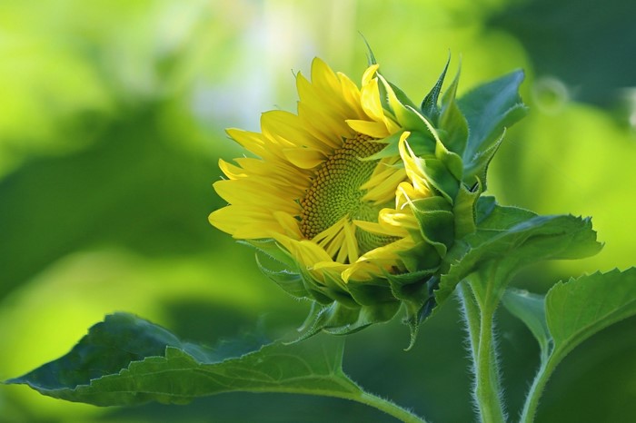 A partially opened sunflower with yellow petals and green leaves