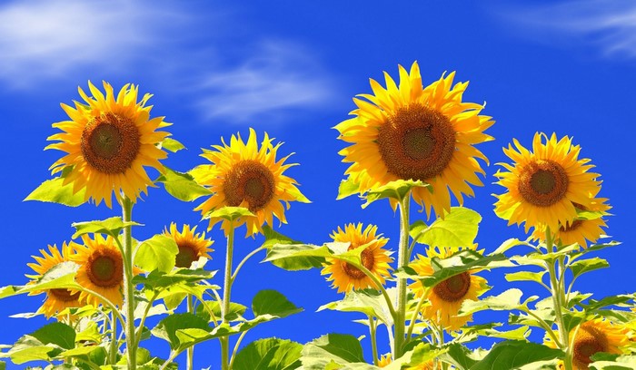 Bright Sunflowers Under Blue Sky