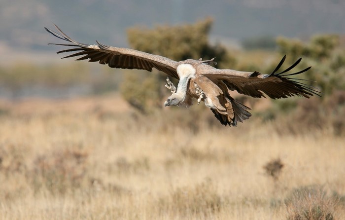 Griffon vulture in flight over dry grassland