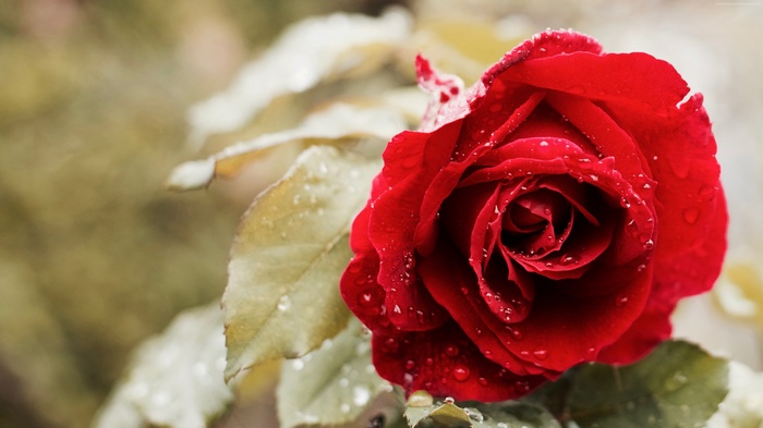 Red rose with water droplets