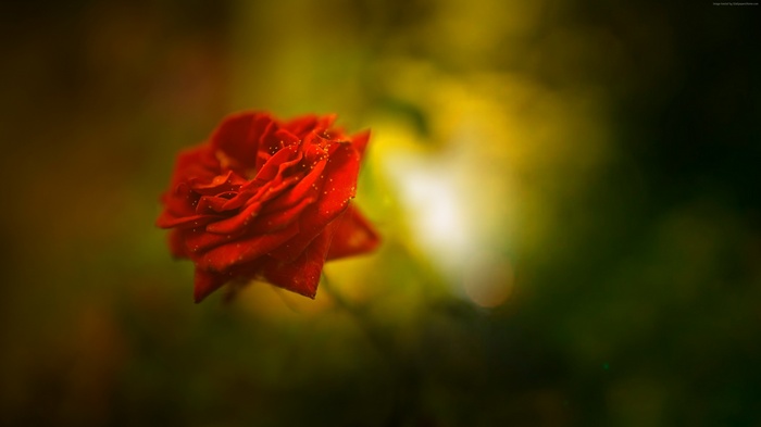 Red Rose with Water Droplets 4K