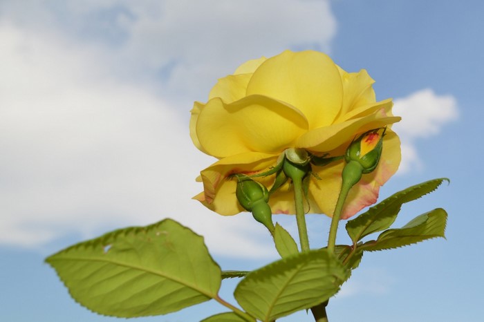 Yellow rose with buds against a blue sky
