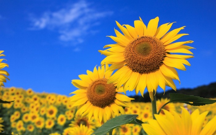 Field of sunflowers under a blue sky