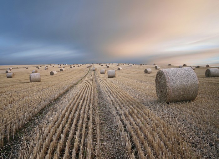 Hay bales in a harvested field under a dramatic sky