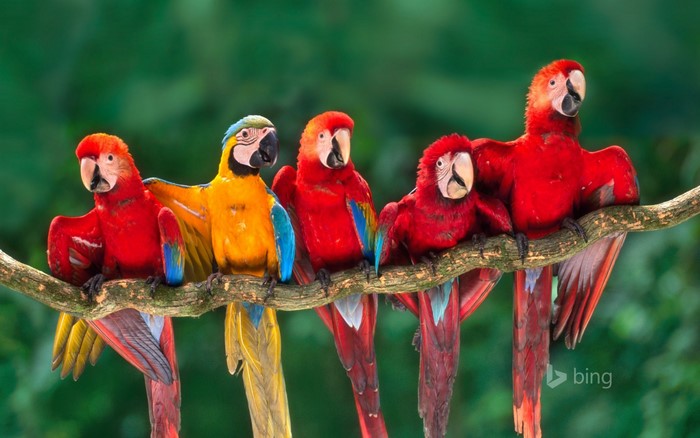 Five colorful macaws perched on a branch