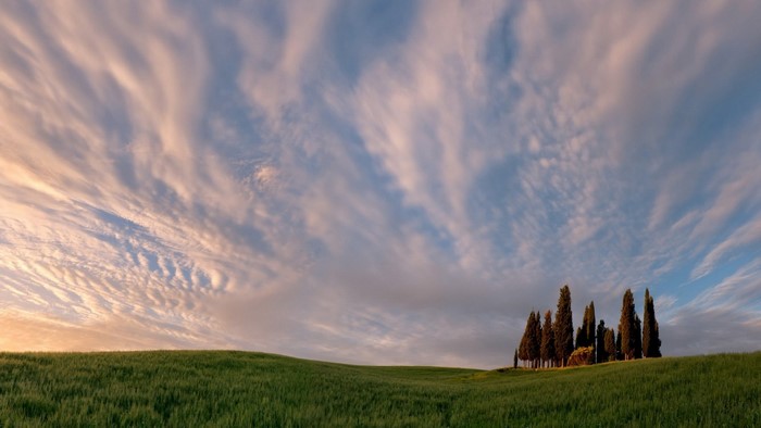 Cypress trees on a grassy hill under a cloudy sky