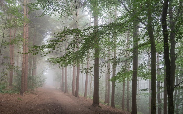 A foggy forest path with trees and mist