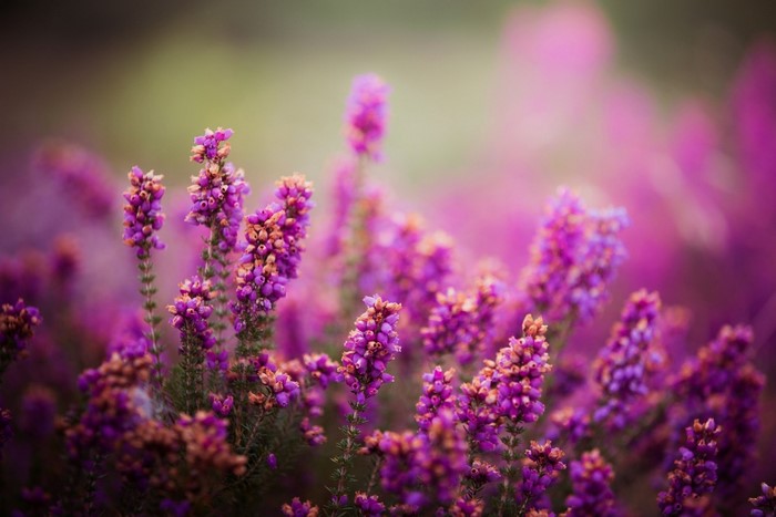 Purple heather flowers in soft focus