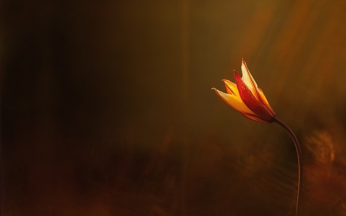 Close-up of a red and yellow tulip with sunlight