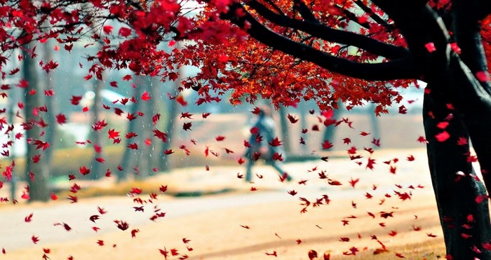 Red autumn leaves falling from a tree in the rain