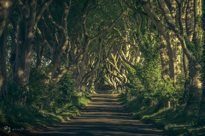 Tree tunnel road with sunlight filtering through branches
