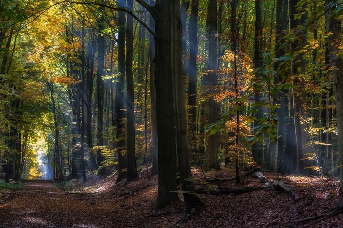 Sun rays filtering through trees in an autumn forest
