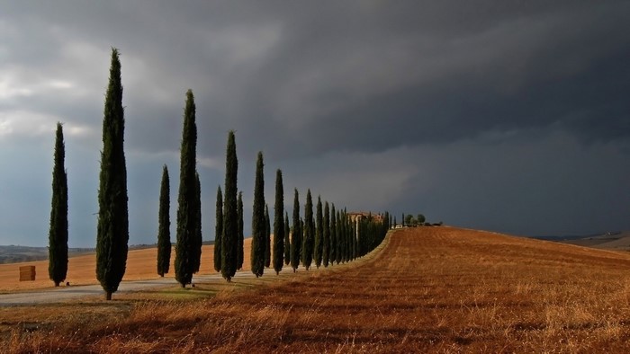 Cypress trees line a road in Tuscany under stormy skies