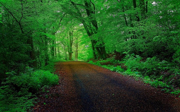 A path through a vibrant green forest