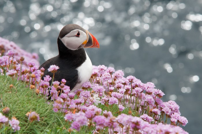 Puffin Among Pink Flowers by the Sea