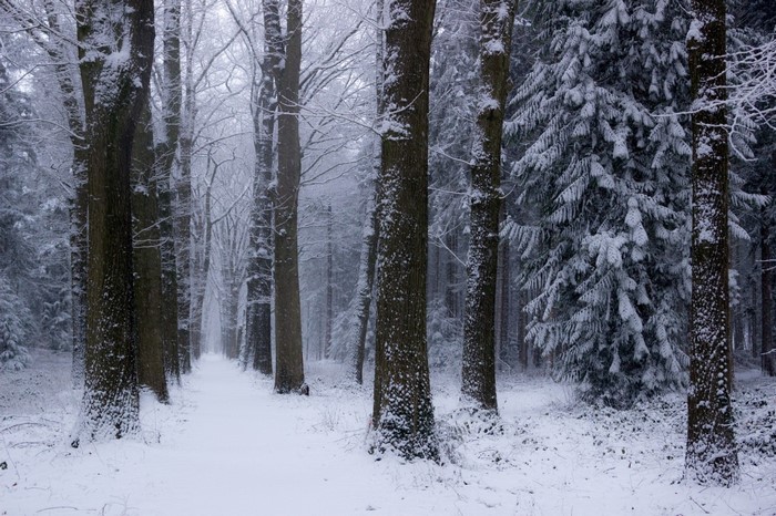 Snowy forest path with tall trees and firs