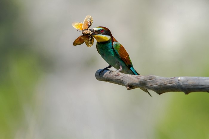 European Bee-eater bird with two moths