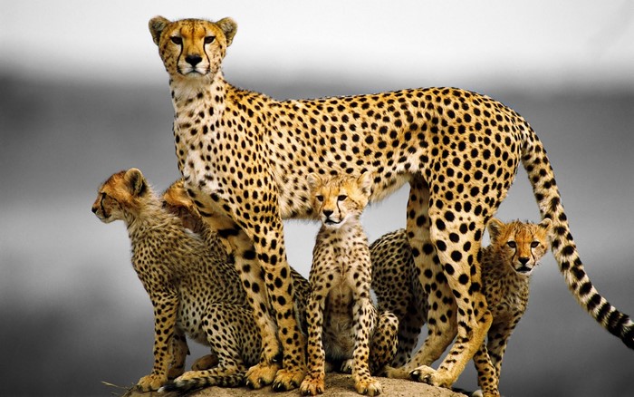 Mother cheetah with her cubs on a rocky outcrop