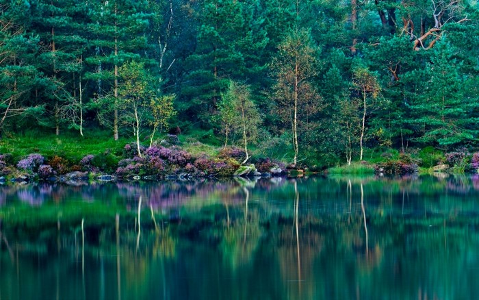 Forest reflecting in a calm lake with wildflowers