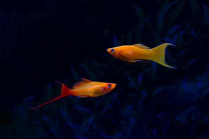 Two orange swordtail fish swimming in dark water
