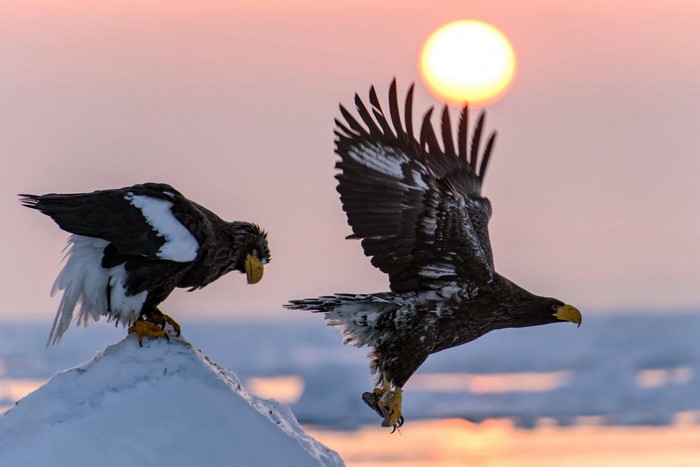 Two Steller's Sea Eagles in flight and perched at sunset