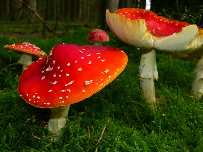 Red and white spotted mushrooms in a mossy forest