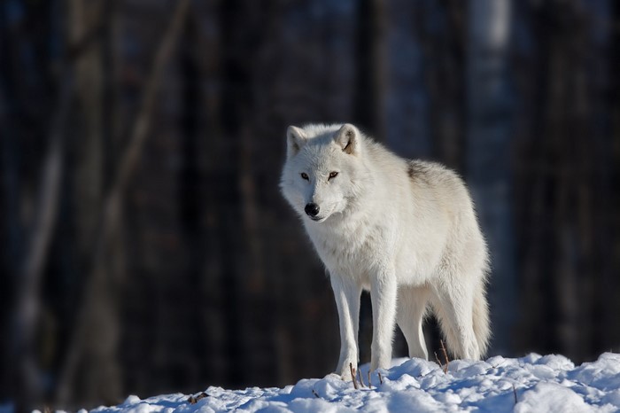 Arctic wolf standing in the snow