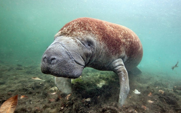 Manatee underwater in murky water with vegetation