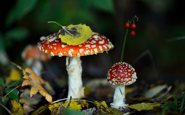 Fly agaric mushrooms with autumn leaves