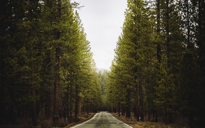Road through a pine forest