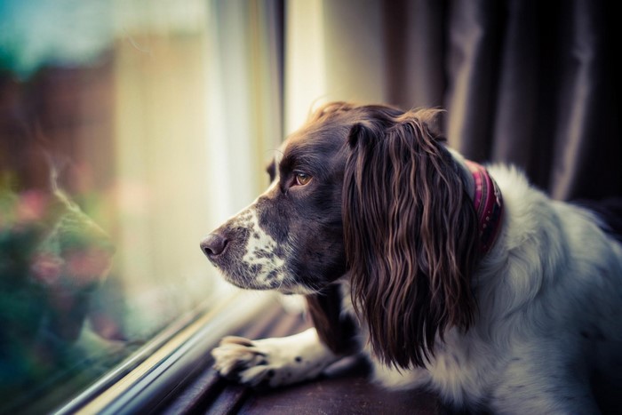 Brown and white Springer Spaniel dog looking out window