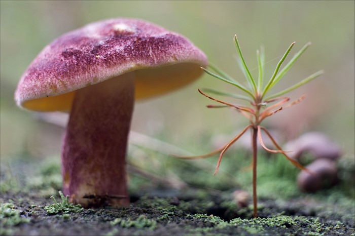 Close-up of Purple Mushroom and Young Plant