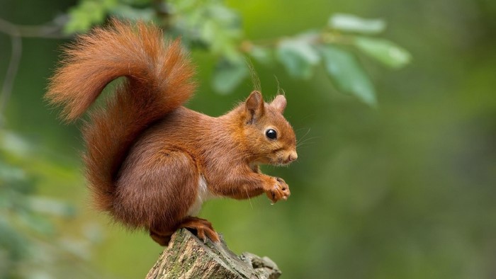 Red squirrel sitting on a tree stump