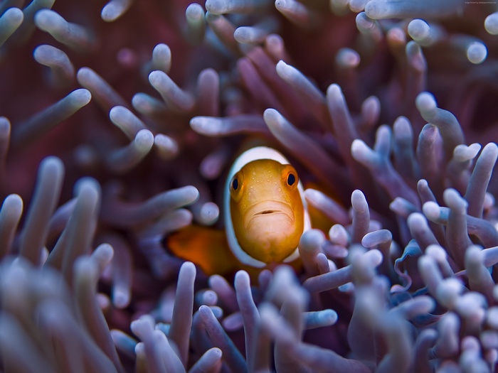 Clownfish in anemone, Gili Islands, Bali
